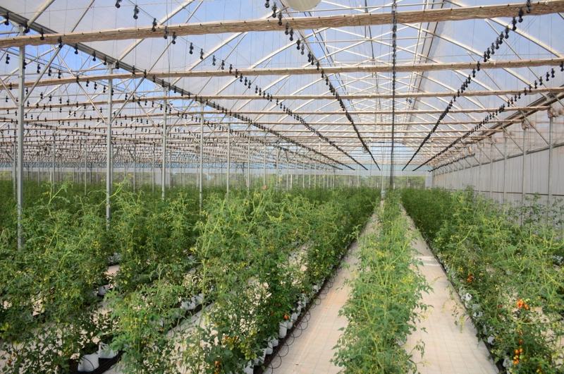 Interior de un invernadero terminado, con cultivo en producción